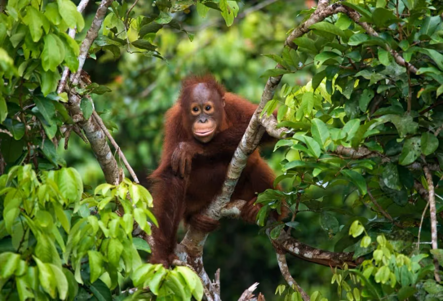 Javaans verleden, orang-oetans en Bali – Indonesië