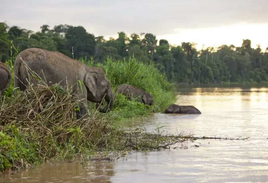 Jungle avontuur in Tabin & Kinabatangan – Maleisië – foto 1