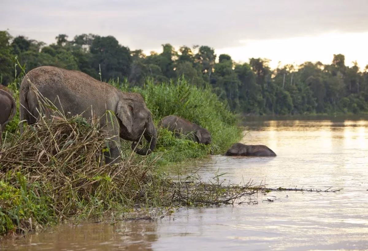 Jungle avontuur in Tabin & Kinabatangan – vakantie Maleisië