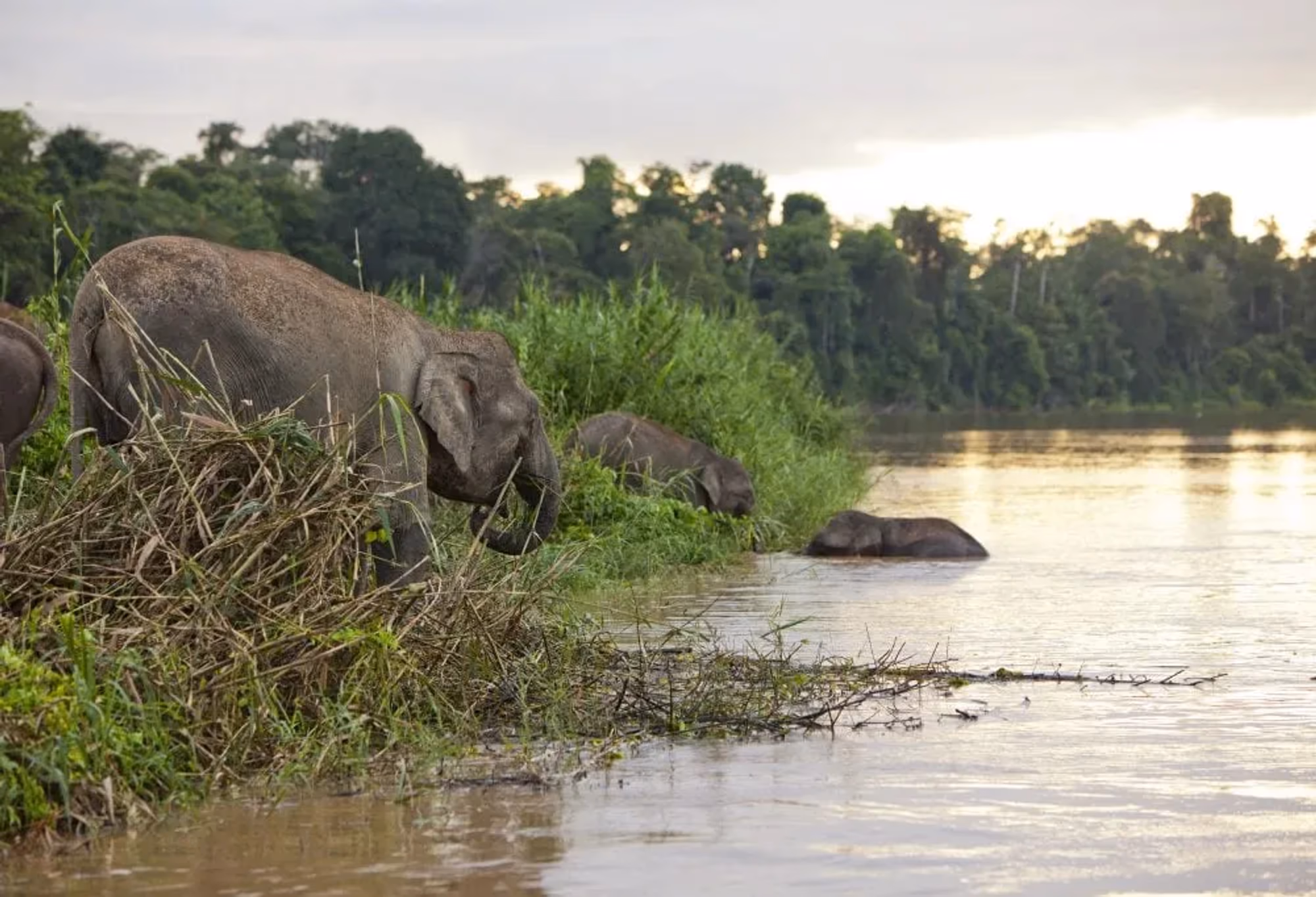 Jungle avontuur in Tabin & Kinabatangan – vakantie Maleisië