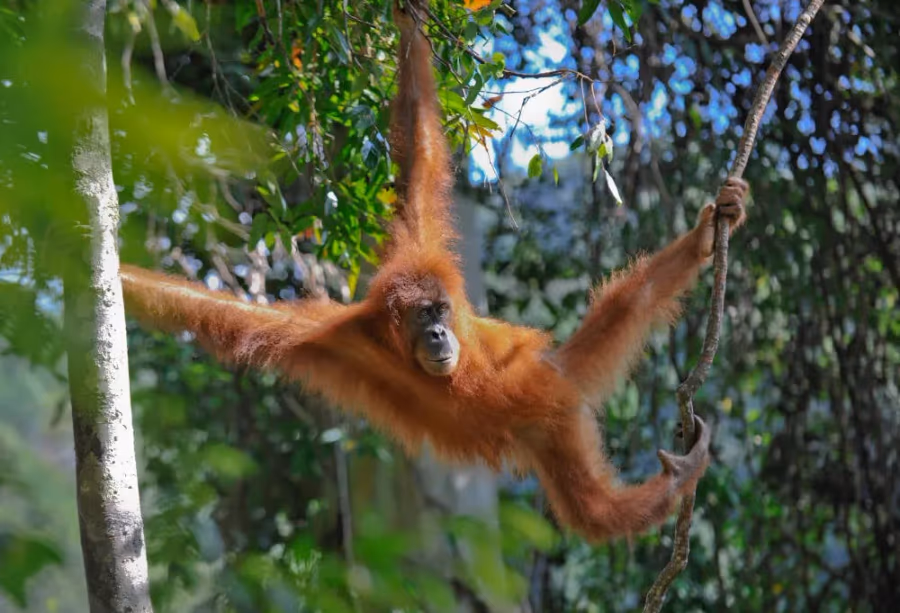Jungle en orang-oetans van Sumatra – Indonesië