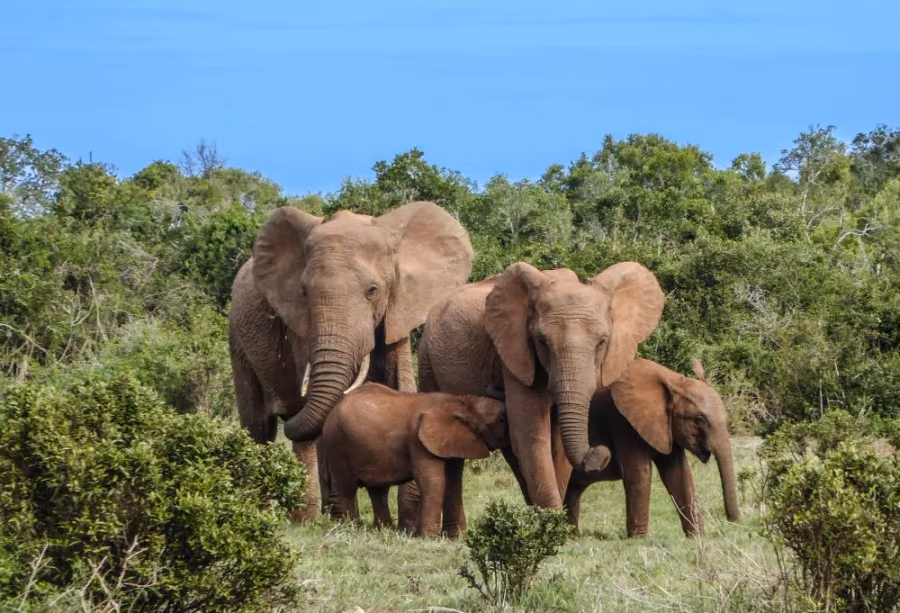 Kaapstad, Olifanten en Wijnregio – Zuid Afrika