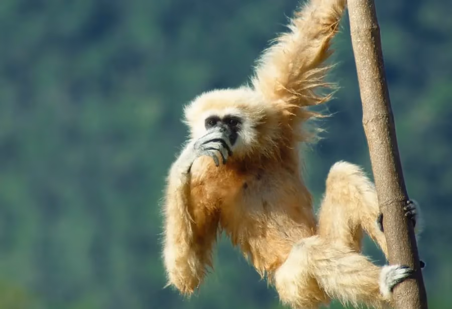 Khao Sok Experience – Thailand