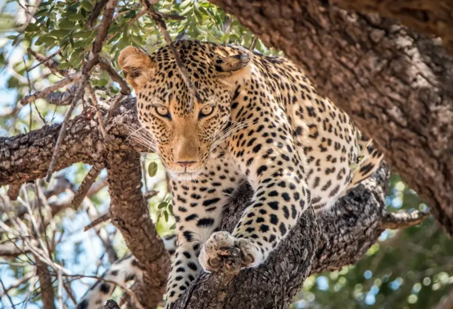 Leeuwen en Zuid-Afrikaanse Magie Deluxe – Zuid Afrika – foto 1