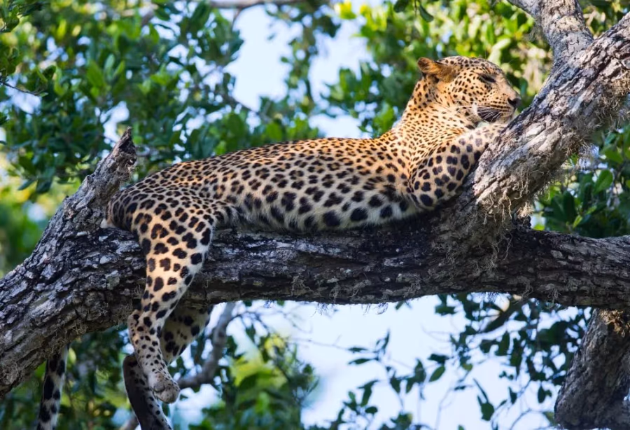 Luipaarden en Walvissen van Sri Lanka – Sri Lanka