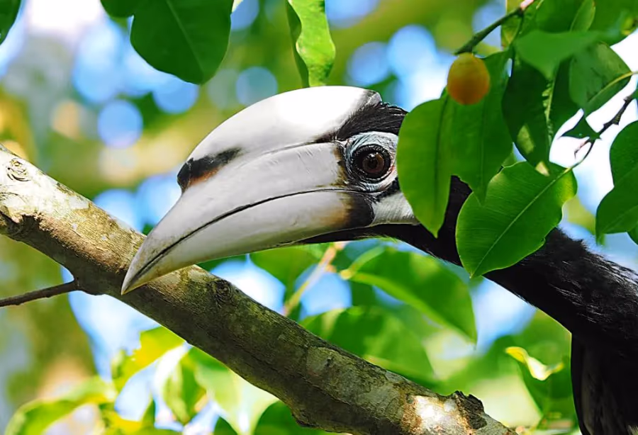 Magnifieke Wildernis van Taman Negara – Maleisië
