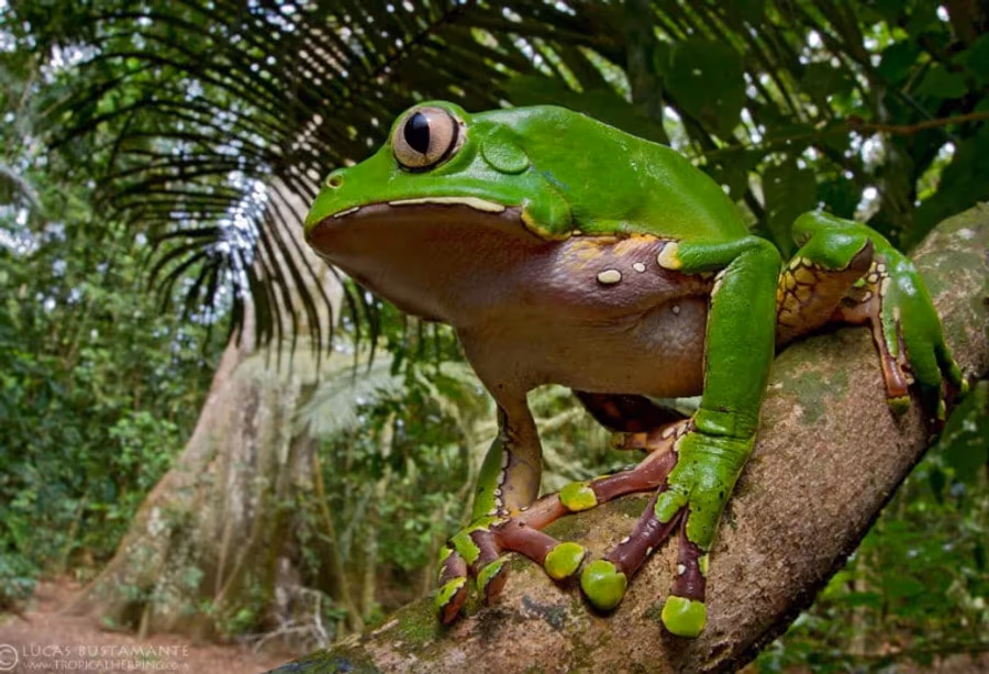 Natuurschoon van de Amazone – Peru