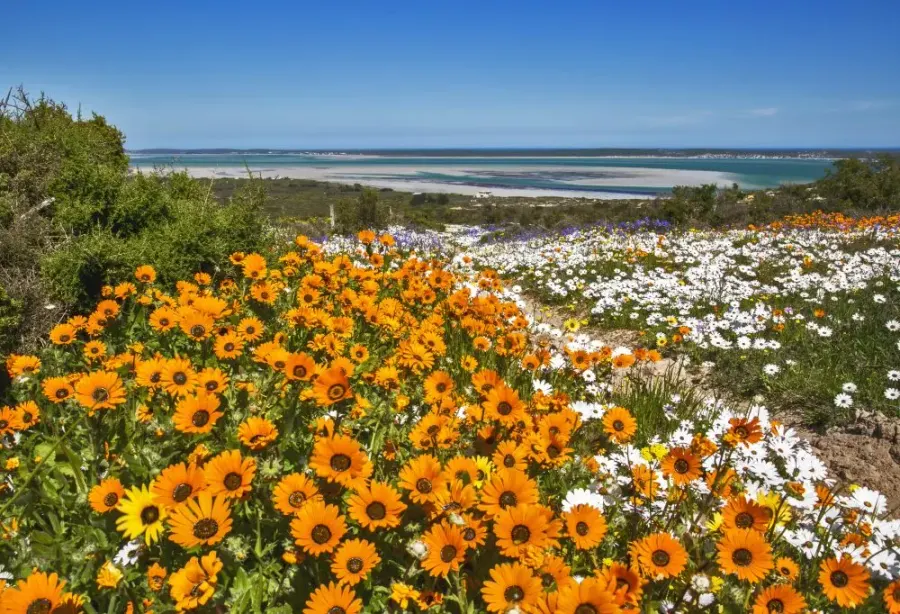 Onontdekte Westkust, Cederbergen en Rooibos – Zuid Afrika – foto 1