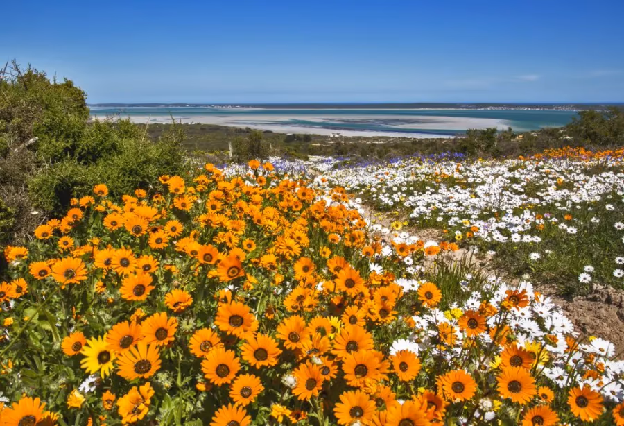 Onontdekte Westkust, Cederbergen en Rooibos – Zuid Afrika