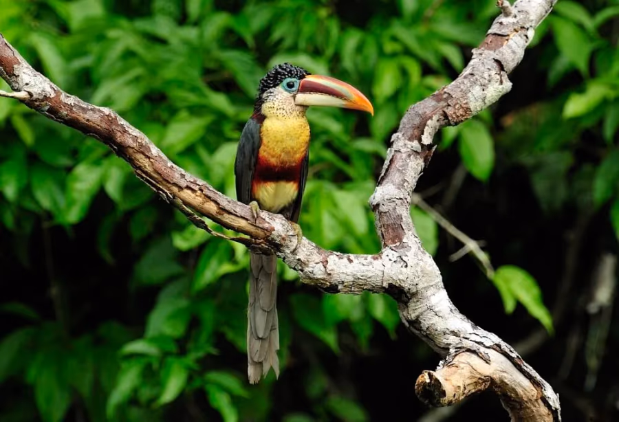 Op Avontuur in de Amazone – Peru
