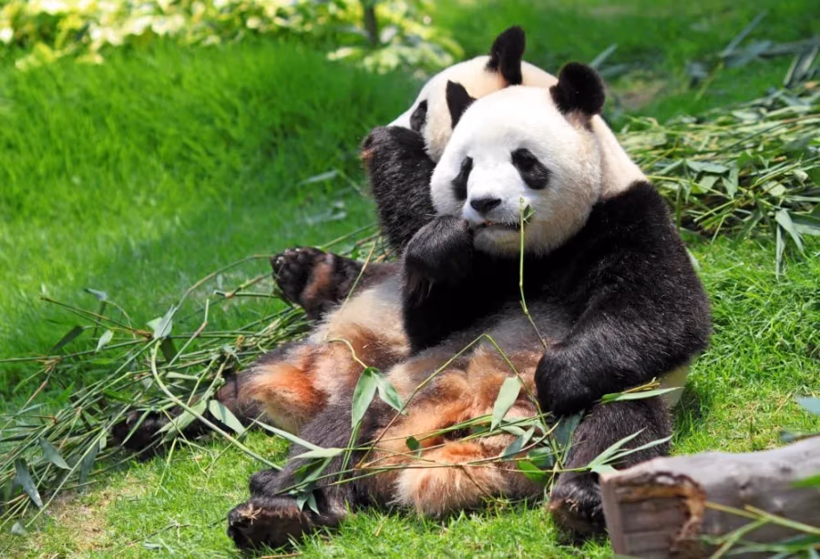 Panda's in Yaan National Park – China