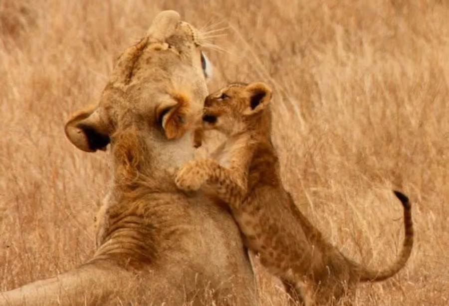 Rift Valley Trails Safari – Kenia