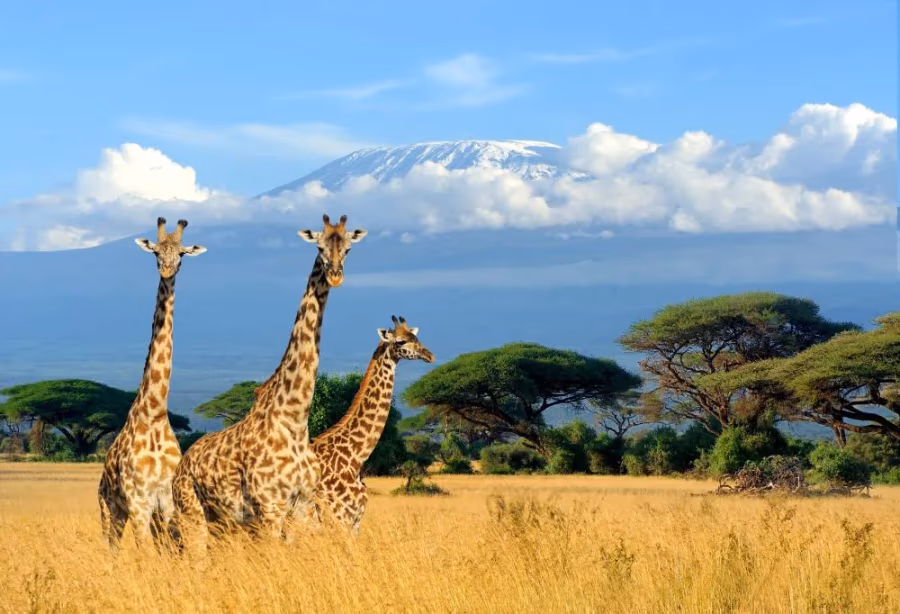 Safari Discover Kenia Deluxe – Kenia