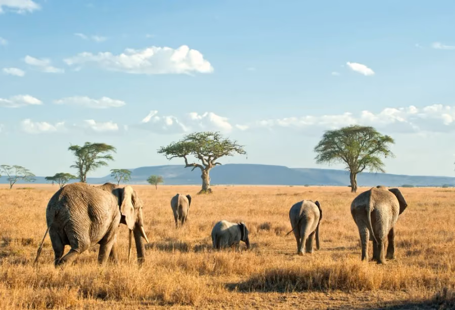 Safari Discover Tanzania – Tanzania