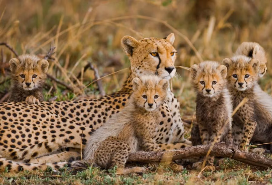 Safari Discover Tanzania Deluxe – Tanzania
