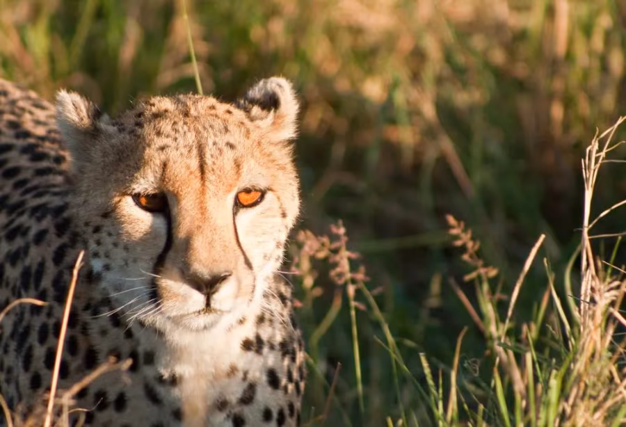 Safari Dwars door Kenia – Kenia