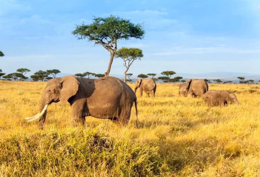 Safari Kenia Highlights – Kenia