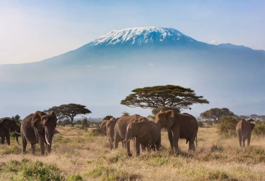 Safari Klassiek Kenia – Kenia