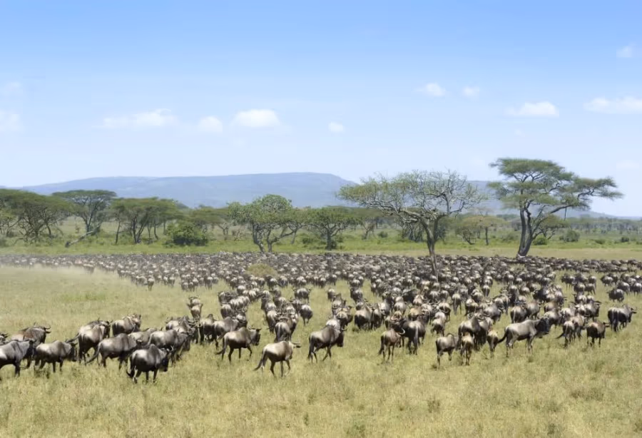 Safari Tanzania Highlights – Tanzania