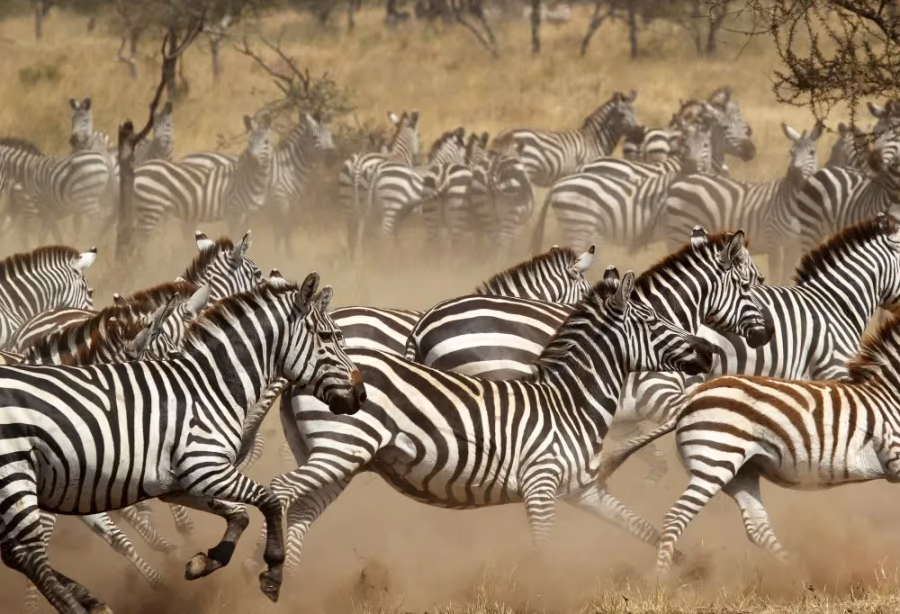 Serengeti & Ngorongoro Krater – Tanzania
