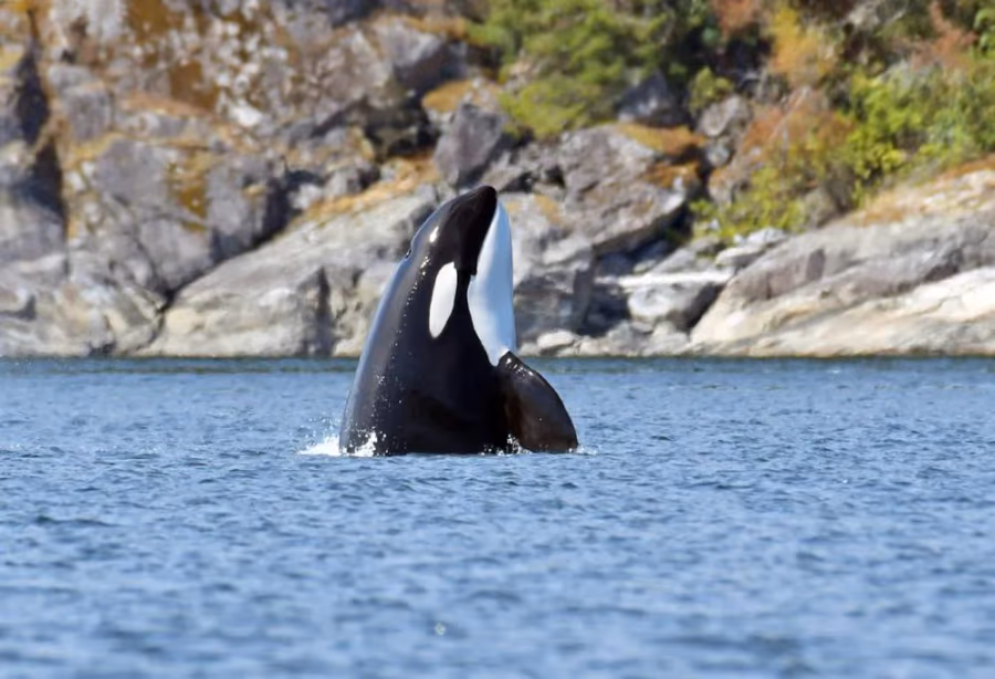 Short Break Vancouver en Vancouver Island – Canada