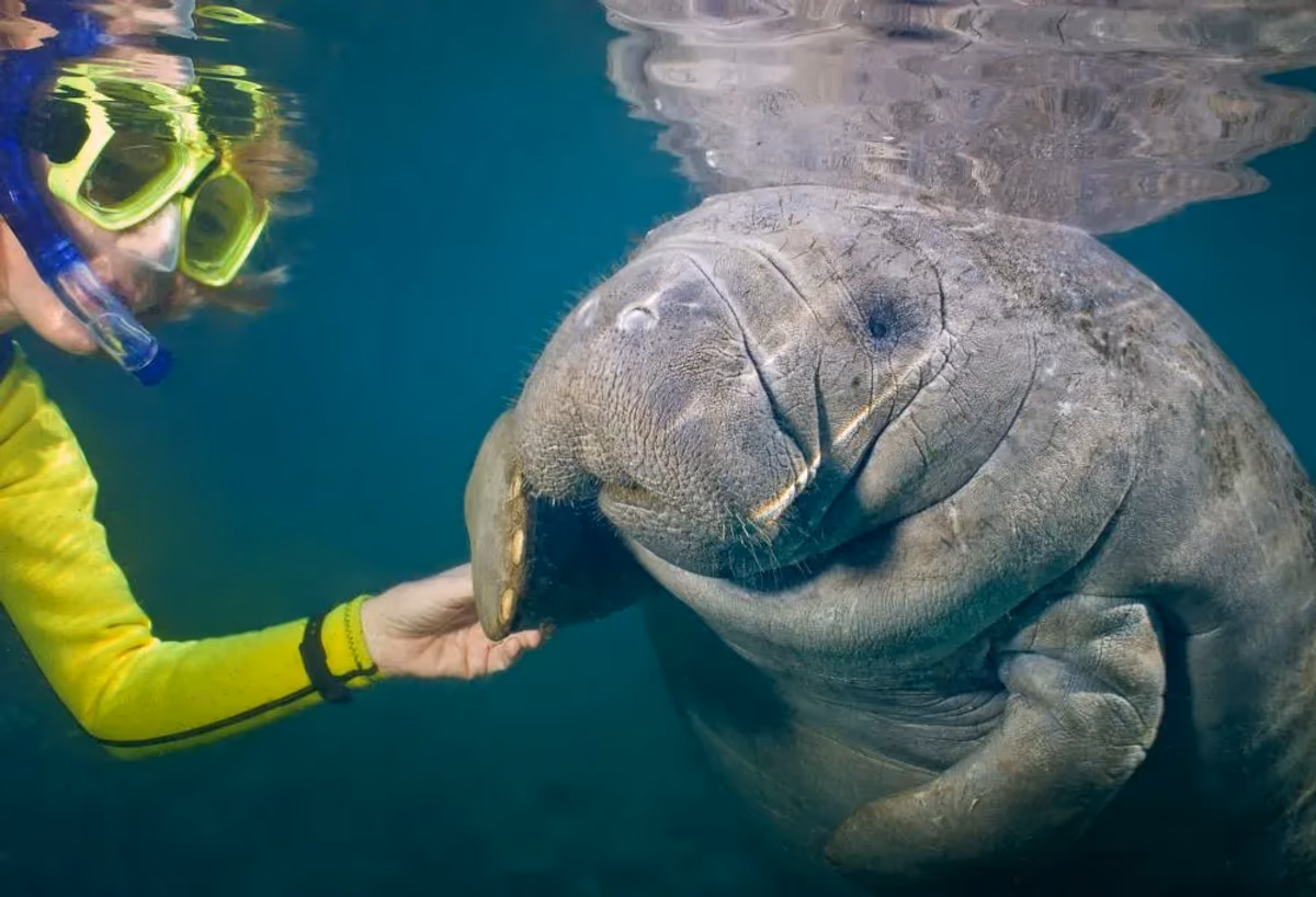 Snorkelen met zeekoeien