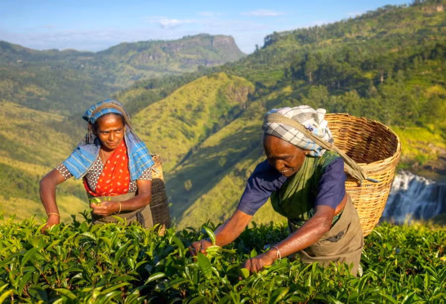 Sri Lanka Highlights – Sri Lanka