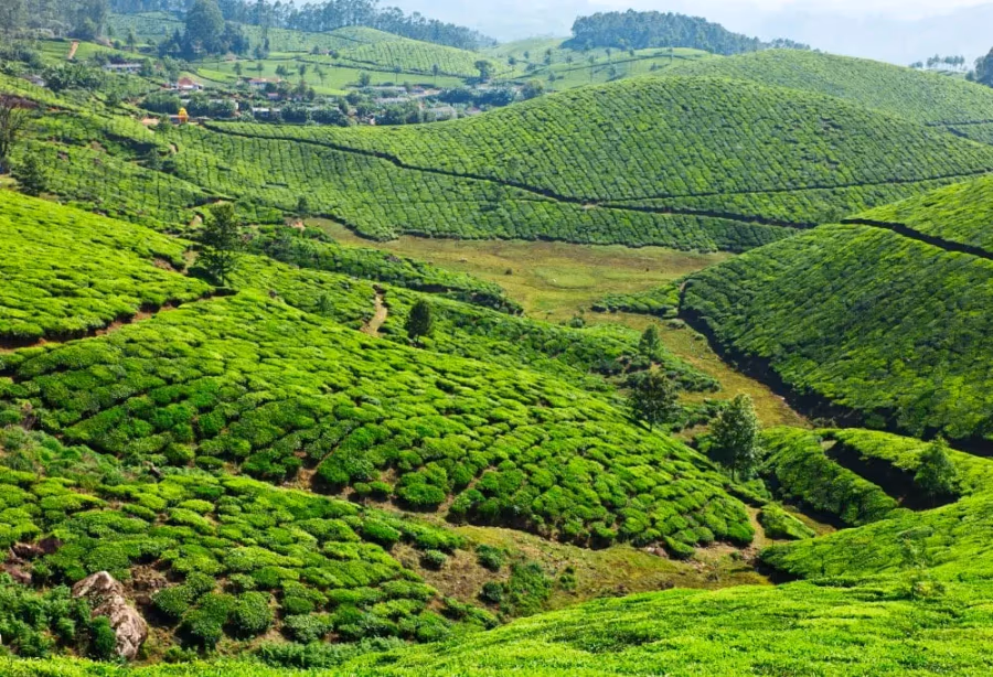 Theeplantages van Munnar – India
