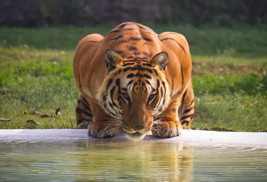 Tijgers in Ranthambore National Park – India – foto 1