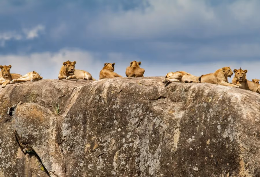 Ultiem Safari & Strand Tanzania – Tanzania