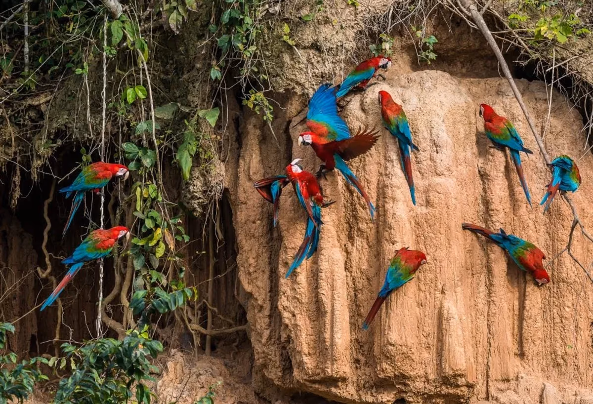 Van de Hooglanden tot de Jungle van Peru