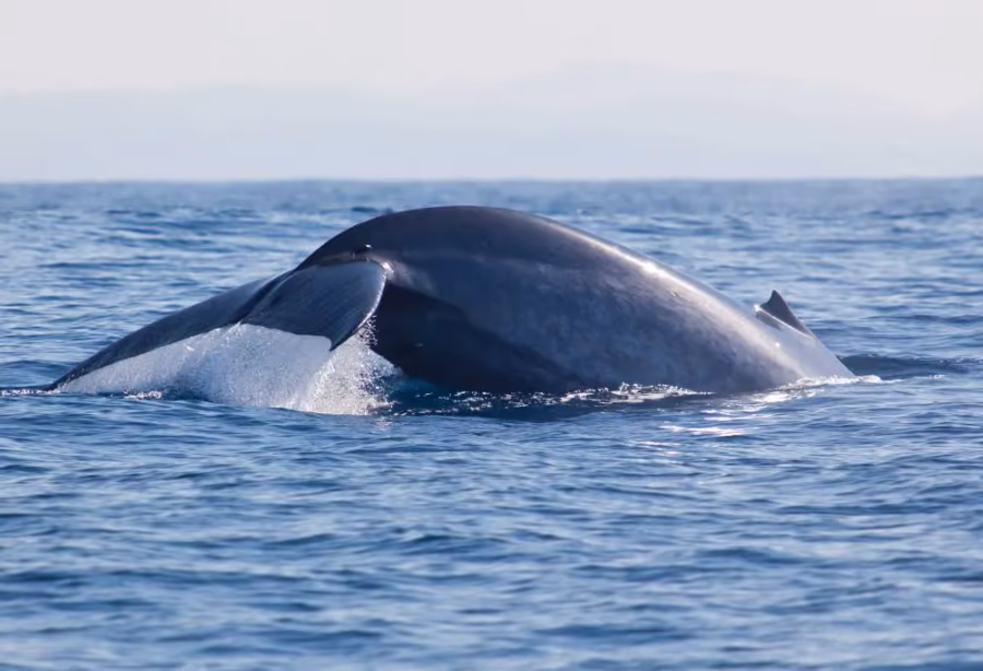 Walvis en Dolfijnen Cruise – Sri Lanka