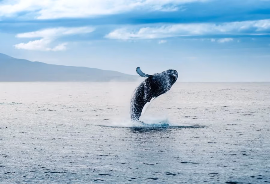 Walvissafari vanuit Húsavík – IJsland
