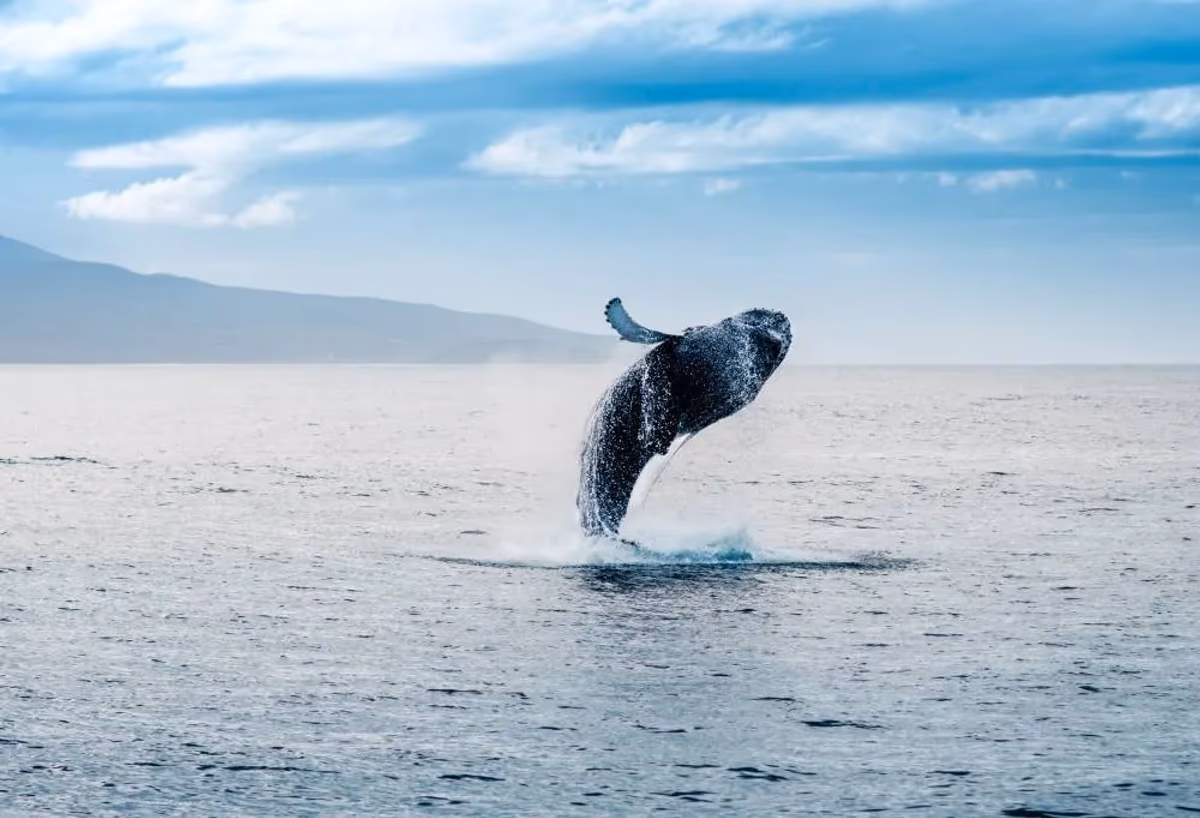 Walvissafari vanuit Húsavík